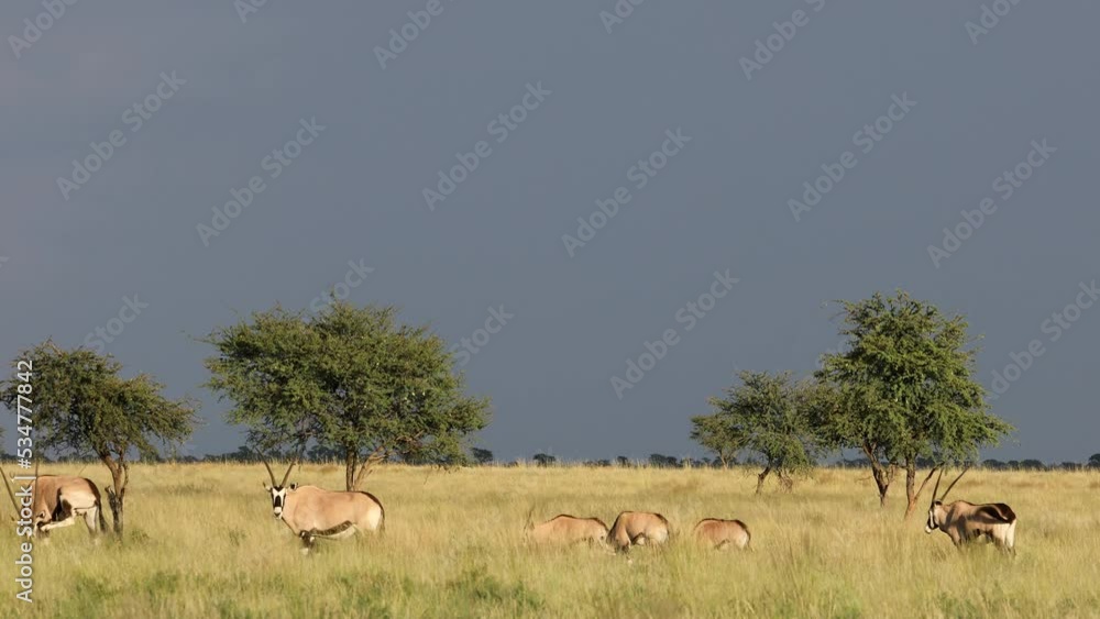 Gemsbok antelopes (Oryx gazella) walking in grassland, Mokala National Park, South Africa Gemsbok antelopes (Oryx gazella) walking in grassland, Mokala National Park, South Africa