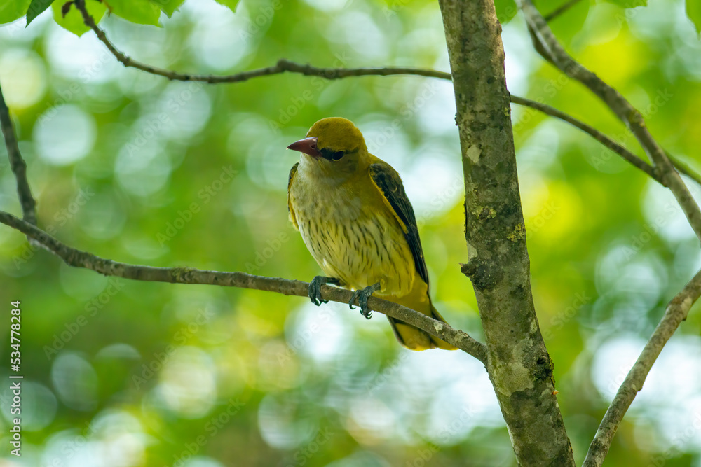 Obraz premium Female Golden Oriole (Oriolus oriolus)