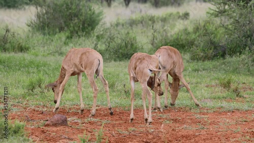 Tsessebe antelope (Damaliscus lunatus) calves in natural habitat, Mokala National Park, South Africa