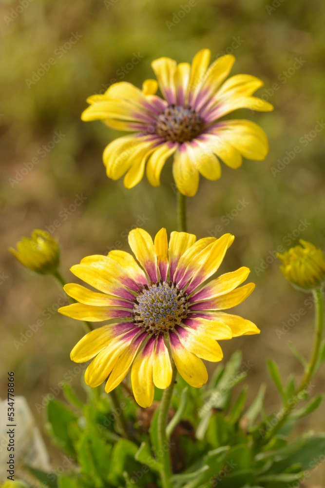 Two yellow African Daisies in spring sun Two yellow African Daisies in spring sun