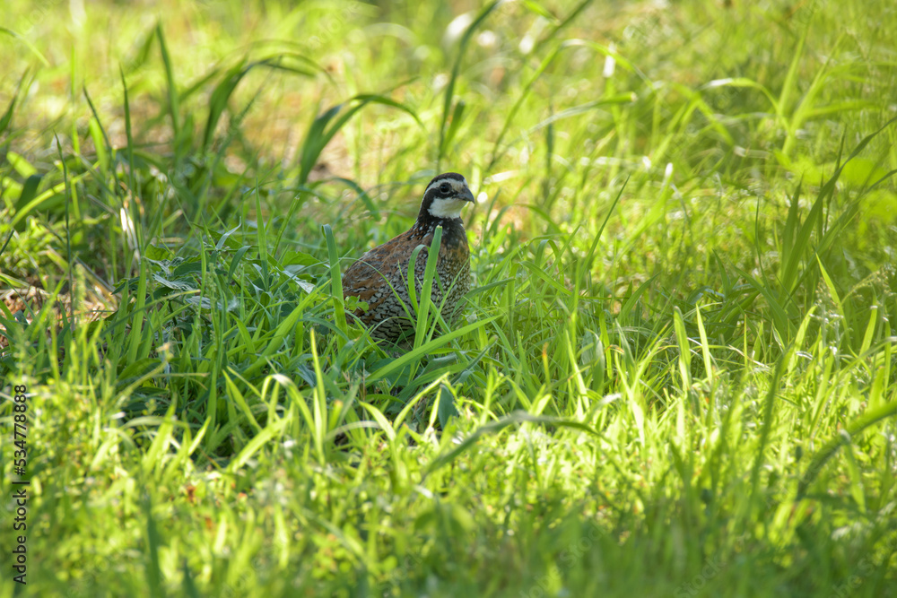Fototapeta premium Male Bobwhite quail sitting in the shade of a tree on a hot summer evening