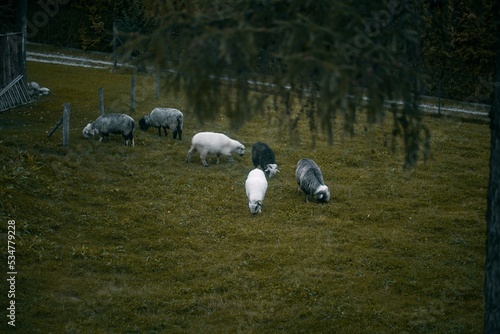 Group of young sheep eating grass at a farm
