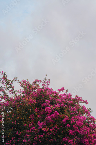 Magenta Bougainvillea background with copy space, south Europe summer vacation a Fototapet