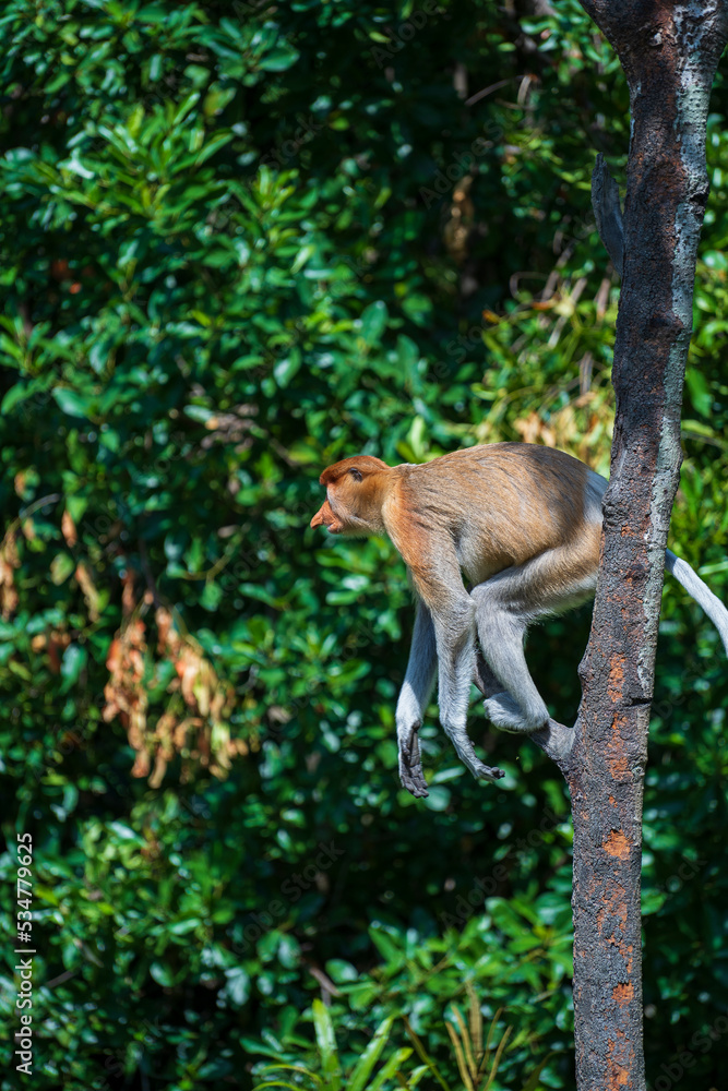 Family of wild Proboscis monkey or Nasalis larvatus, in the rainforest of island Borneo, Malaysia, close up Family of wild Proboscis monkey or Nasalis larvatus, in the rainforest of island Borneo, Malaysia, close up