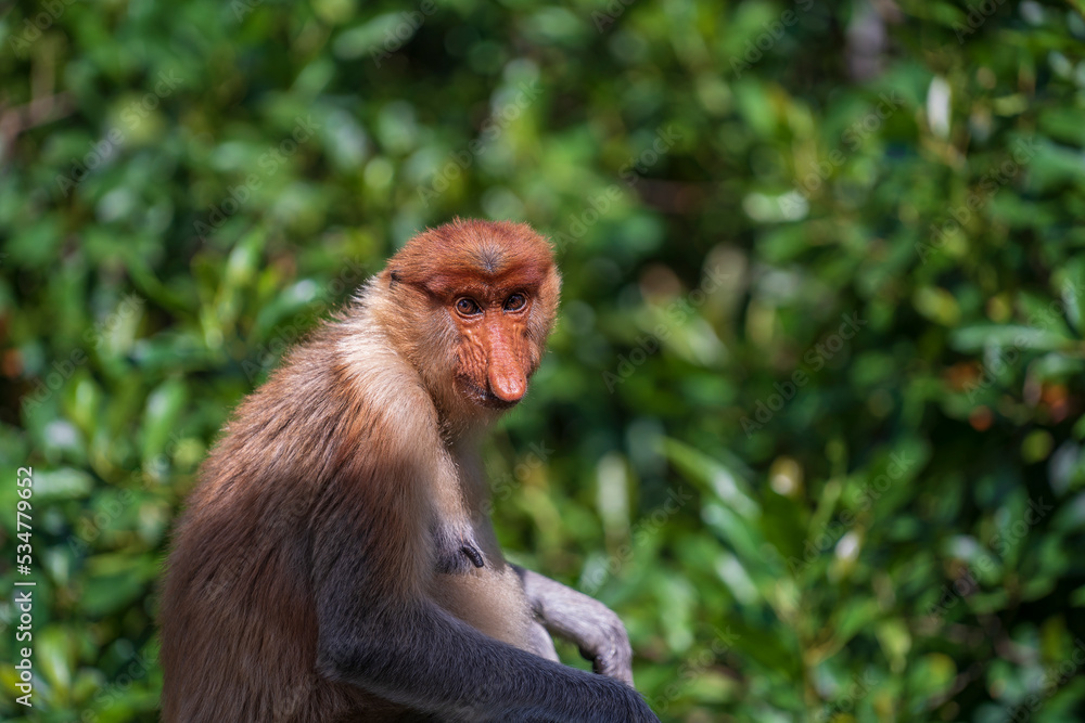 Fototapeta premium Family of wild Proboscis monkey or Nasalis larvatus, in the rainforest of island Borneo, Malaysia, close up