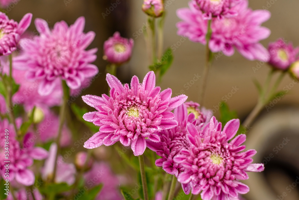 A close up photo of a bunch of pink chrysanthemum flowers A close up photo of a bunch of pink chrysanthemum flowers