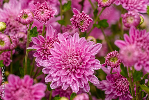 A close up photo of a bunch of pink chrysanthemum flowers