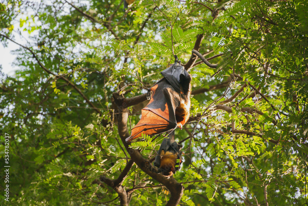 Fototapeta premium bats life in the forest