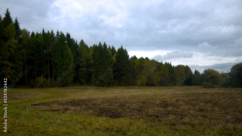 forest and sky forest and sky