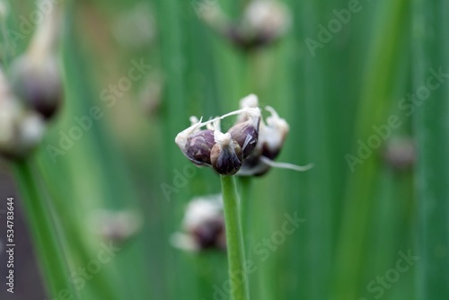 Tree onion, Allium x proliferum photo