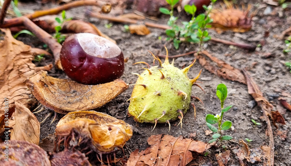 Prickly chestnuts with dry leaves on the ground. Prickly chestnuts with dry leaves on the ground.