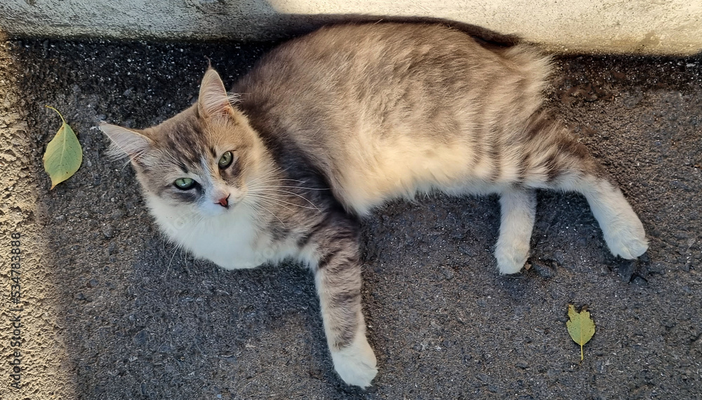 A gray cat without a tail lies on the road under the sun. A gray cat without a tail lies on the road under the sun.