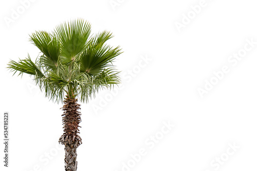 Palm tree isolated on a white background photo