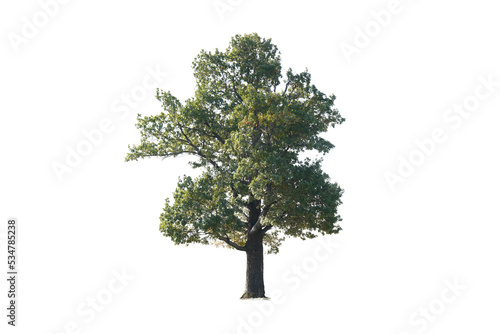 Tall isolated oak tree with green leaves