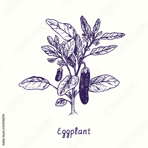 Eggplant  plant with flowers and leaves. Ink black and white doodle drawing in woodcut style