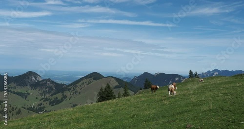 Wallpaper Mural Bayerische Berglandschaft - Sudelfeldgebiet im Mangfallgebirge nahe Bayrischzell. Freilaufende Rinderzucht in den grünen Wiesen mit Blick auf Wendelsteinmassiv Torontodigital.ca