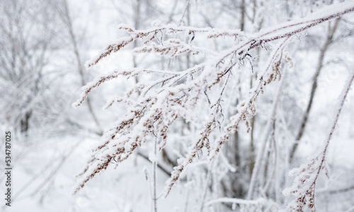 An ice-covered tree branch in a winter forest. © fifg
