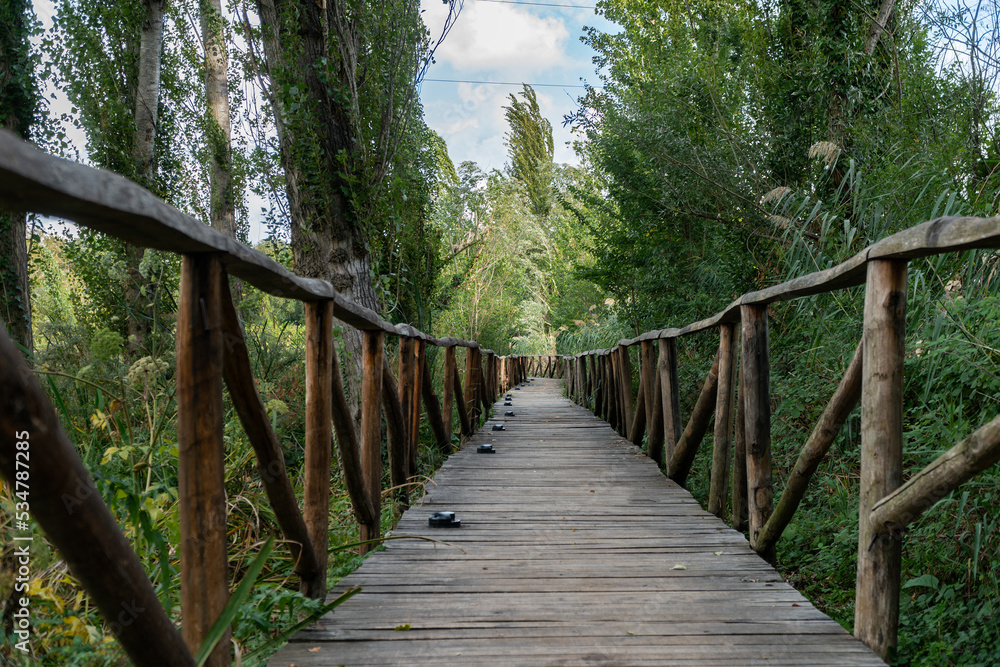 Wooden walkway in the middle of a forest 