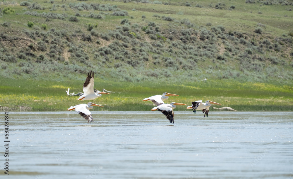 Obraz premium American White Pelican Missouri River Montana