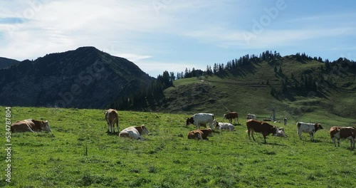 Bayerischen Alpen im Sudelfeldgebiet und Landwirtschaft. Almwirtschaft, grüne Wiesen. Freilaufende Rinderzucht um Speichersee Waller Alm an den Hängen des Sudelkopfs photo