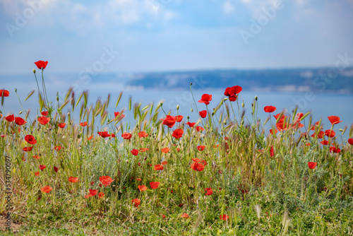 Kwiaty maków polnych nad morzem, krajobraz