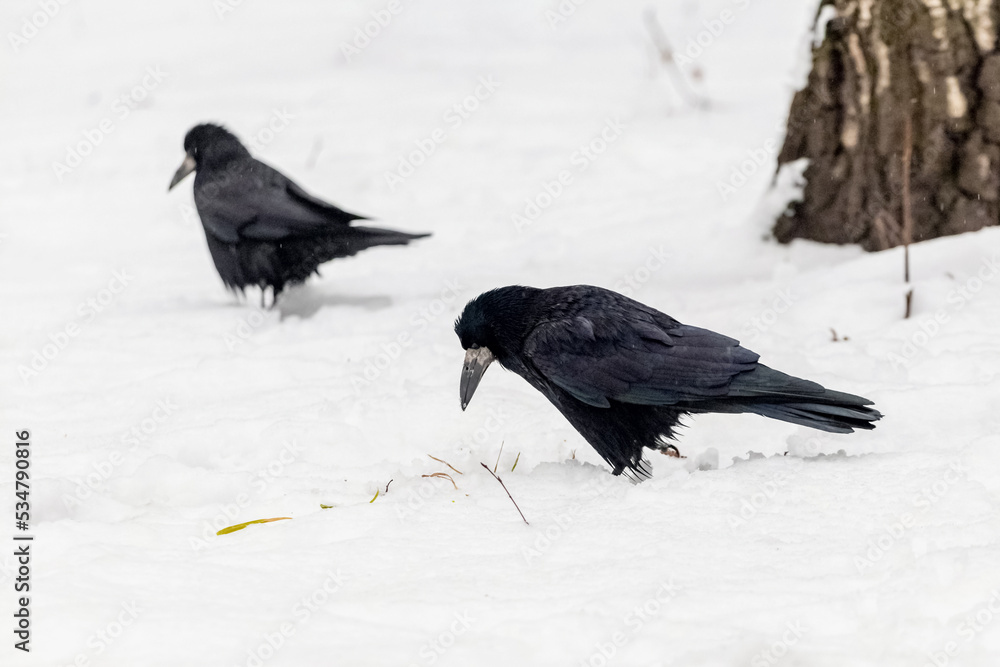Obraz premium Black crows in the winter park on the snow