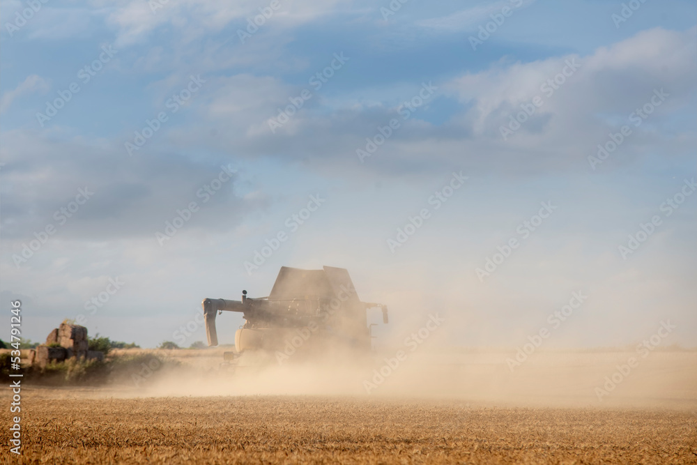 Fototapeta premium Farmer driving a harvester working in a wheat field at sunset