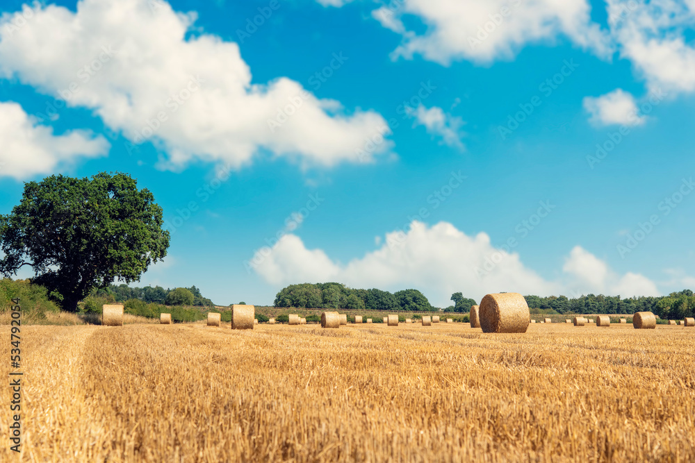 Fototapeta premium Hay bale and straw in the field. English Rural landscape. Wheat yellow golden harvest in summer. Countryside natural landscape. Grain crop, harvesting