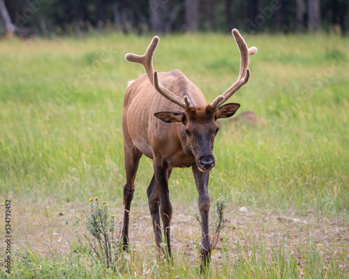 Bull Elk in Meadow