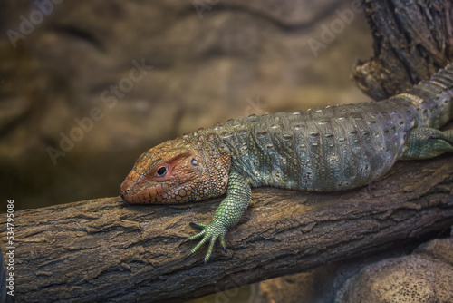 Northern caiman lizard (Dracaena guianensis) laying on a tree log