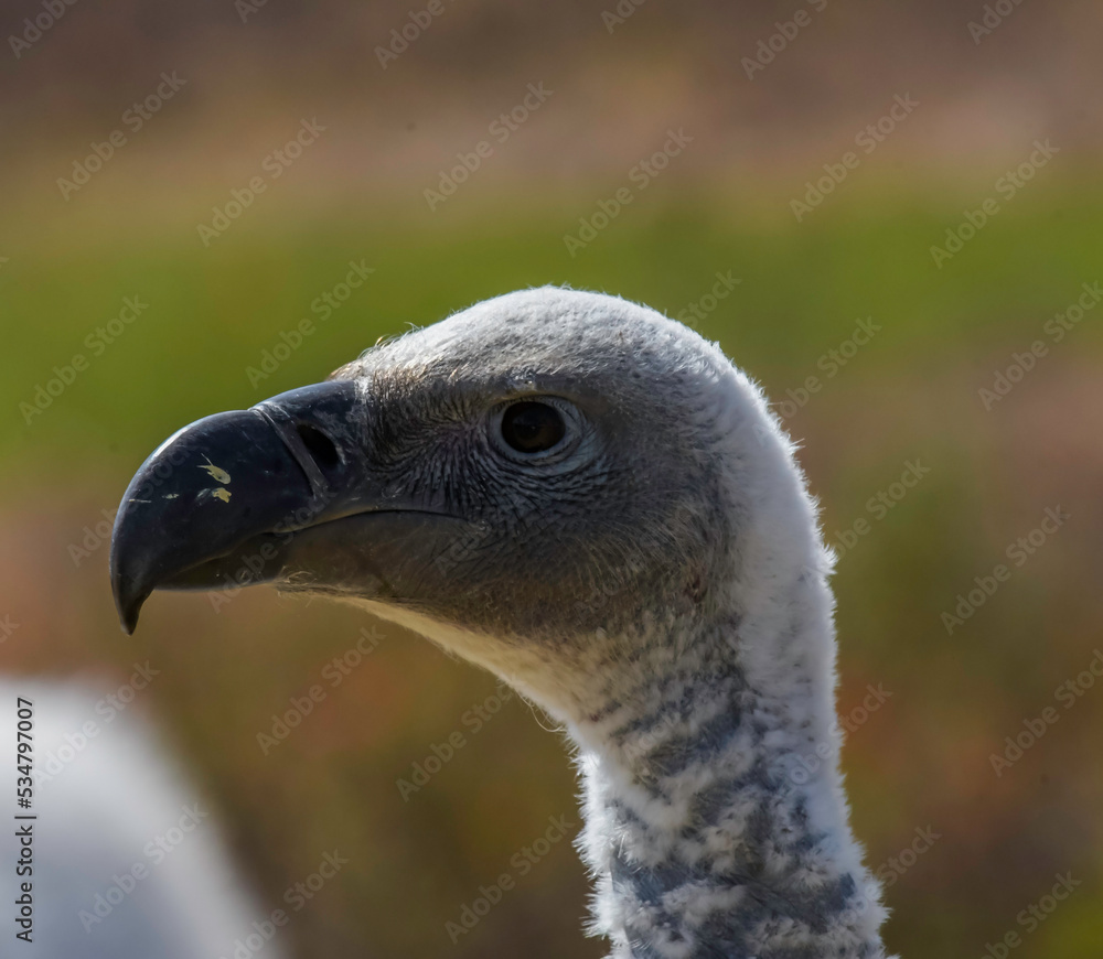 Vulture head shot closeup portrait in Drakensberg South Africa Vulture head shot closeup portrait in Drakensberg South Africa