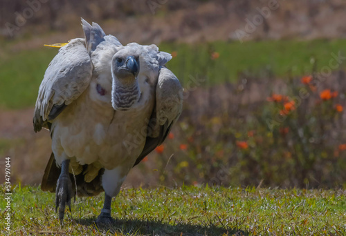 Cape Griffon vulture running in Drakensberg South Africa photo