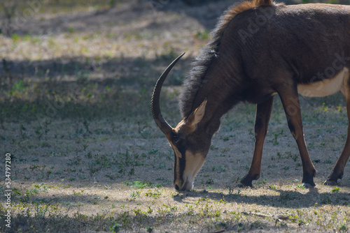 Giant sable antelope in South Africa