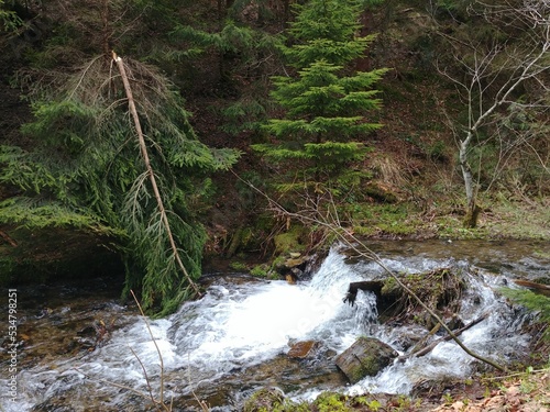 stream in the forest in the mountains