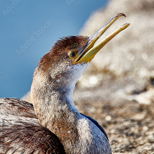 cormorant on the rock