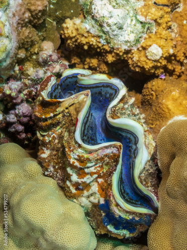The maxima clam (Tridacna maxima), also known as the small giant clam, in the Red Sea, Egypt.  Underwater photography and travel.