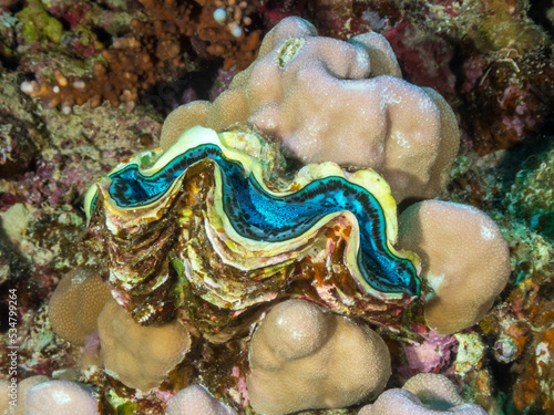 The maxima clam (Tridacna maxima), also known as the small giant clam, in the Red Sea, Egypt.  Underwater photography and travel.