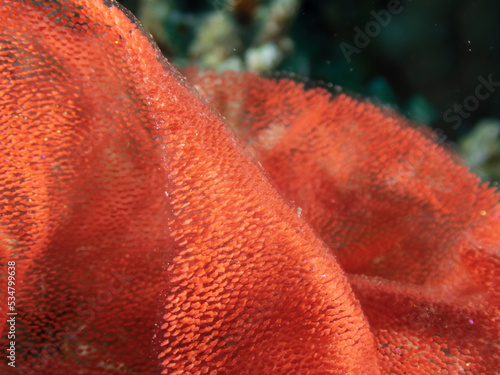 Closup of red ribbon of Spanish Dancer (hexabranchus sanguineus ) nudibranch eggs laid on a coral reef in the in the Red Sea, Egypt.  Underwater photography and travel.