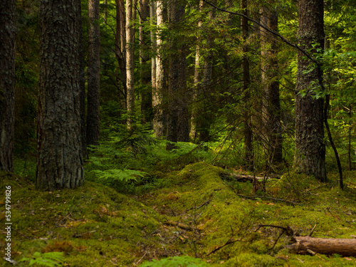 spruce forest with moss and ferns  eco tourism in the north in the forest