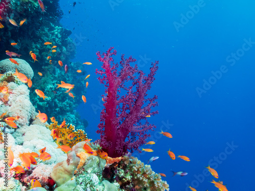 Colorful coral reef of the Red Sea, Egypt. Underwater photography and travel.