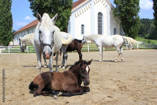Konstfotografi Lipizzaner