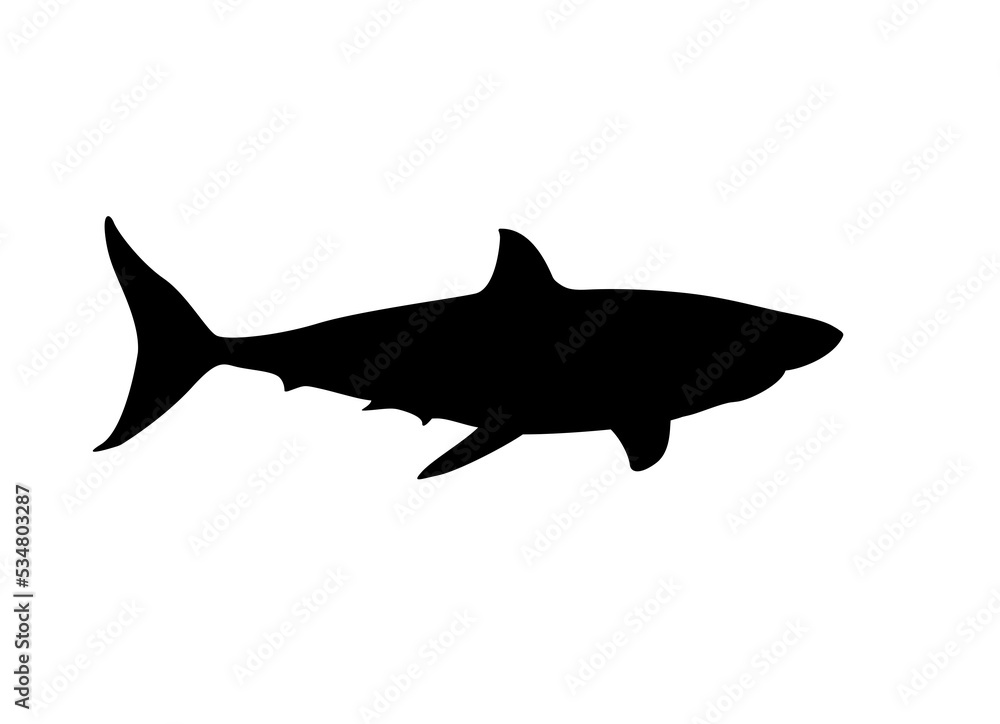 Obraz premium shark isolated on white