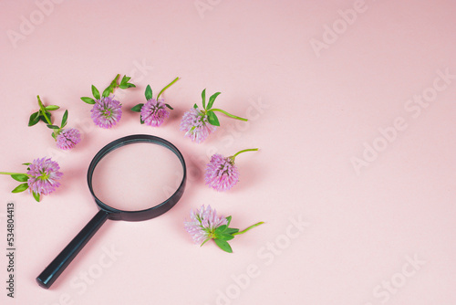 Magnifying glass on the pink background surrounded by red clover flowers. Medicinal herbs ready to examining, identifying and researching for home medicine. Magnifier top view. Copy space for text. photo