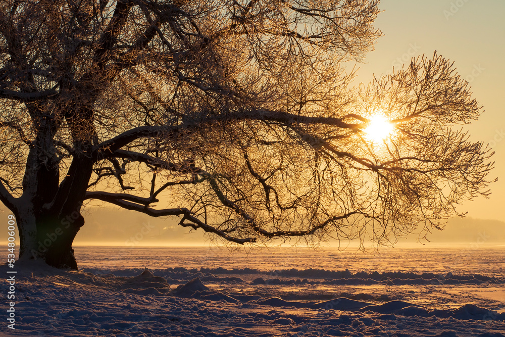 Winter landscape of sunrise near lake. Branches of tree covered frost and snow, lake covered ice. Beautiful view on a lake and an alone tree.