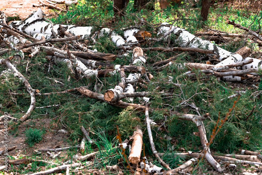 Obraz premium Felled trunks and branches from a birch, white with black patches of natural materials in a birch grove, in nature, the destruction of living vegetation, a modern problem of ecology