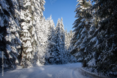 Obraz na płótnie Wintery scenery of road in the forest. Snow covered turning of road in the forest. Pine forest covered snow. Travelling in the forest in sunny day. w salonie