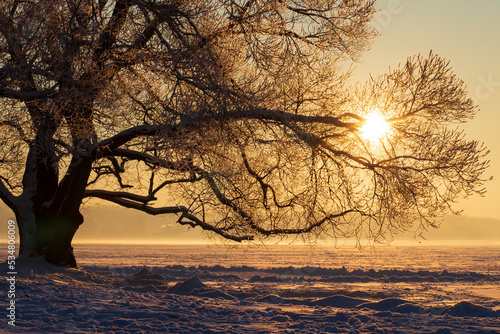 Obraz na płótnie Winter landscape of sunrise near lake. Branches of tree covered frost and snow, lake covered ice. Beautiful view on a lake and an alone tree. w salonie