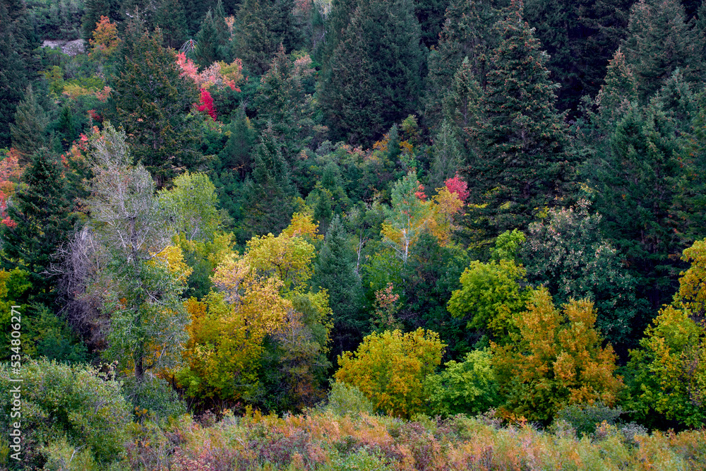 Fall colors peek out around the pine trees in the early morning light in Provo Canyon, Utah.
