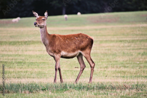 A close up of a Red Deer