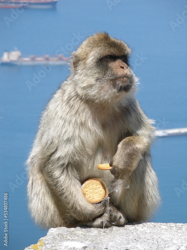 Biscuit Monkey © Peter K. Krauss